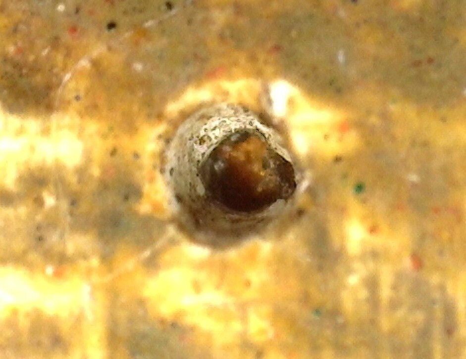 A magnified detail of a pin hole on Study for “Blossoms” showing the layers of paint pierced by a pin.
